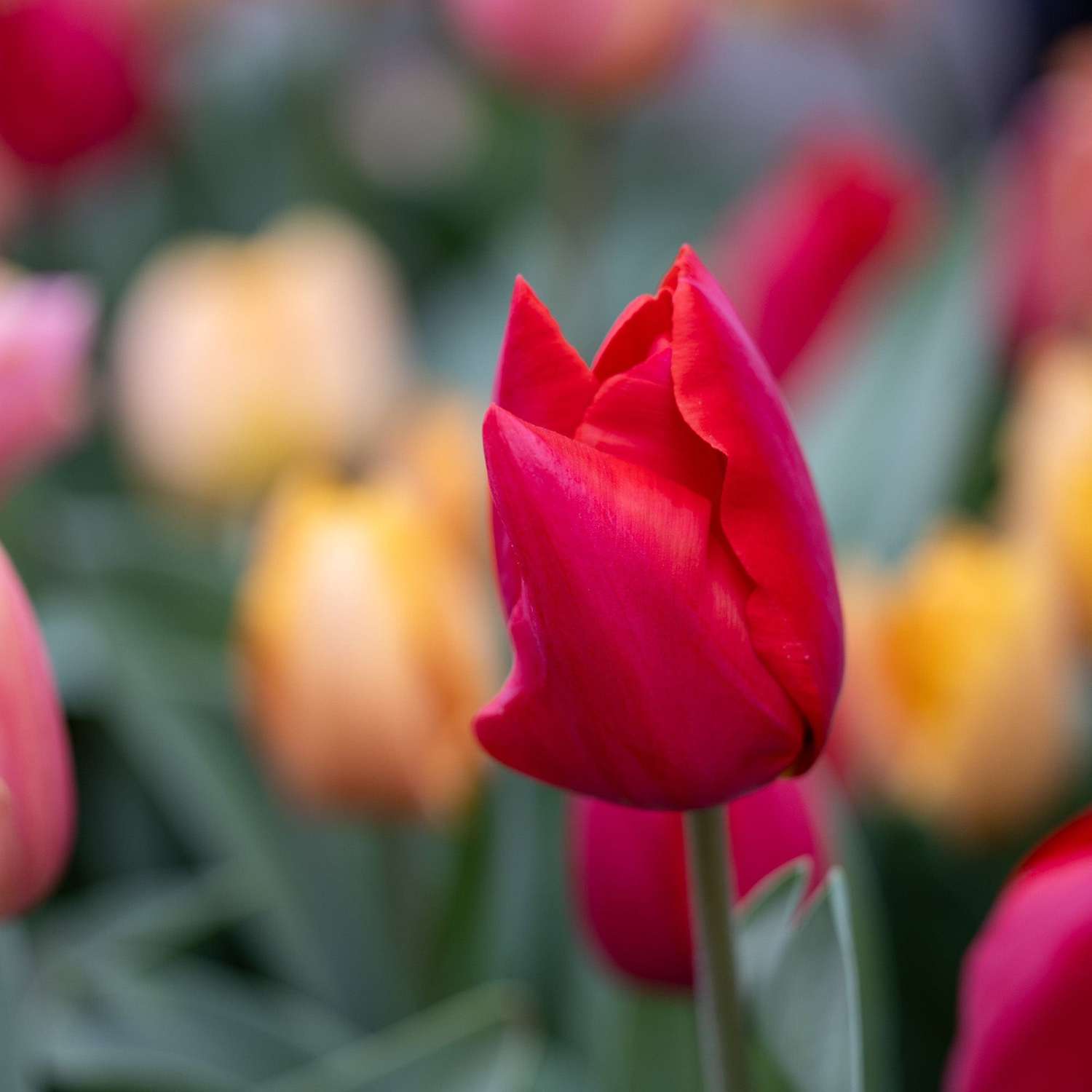 Tulpenmischung 'Jimmy Family' - Tulipanblanding